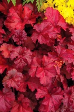 Fire Chief Heuchera (Coral Bells) - 10 Pack Of Quart Pots