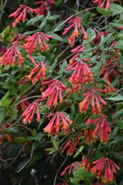 Alabama Crimson Red Trumpet Honeysuckle - 5 Gallon Pot