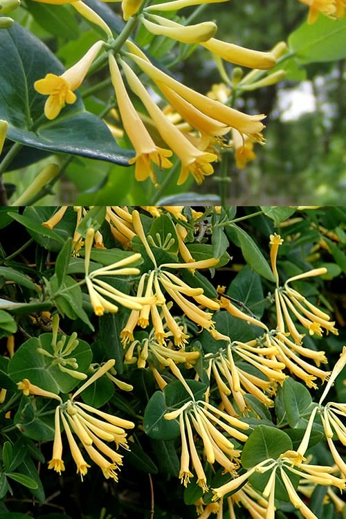 John Clayton Yellow Honeysuckle Vine - 1 Gallon Pot - Image 5