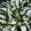 Fire & Ice Hosta Lily - 6 Pack Of 1 Gallon Pots