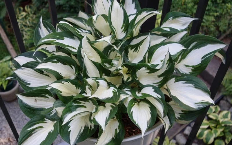 Fire & Ice Hosta Lily - 6 Pack Of 1 Gallon Pots - Image 4