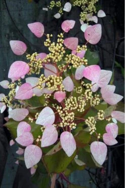 Pink Climbing Hydrangea - Schizophragma Hydrangeoides`Roseum' - 2 Gallon Pot
