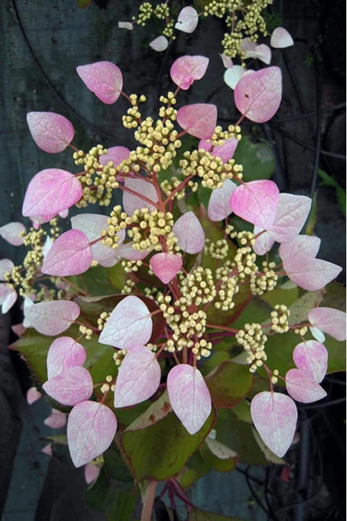 Pink Climbing Hydrangea - Schizophragma Hydrangeoides`Roseum' - 2 Gallon Pot
