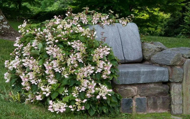 Pink Climbing Hydrangea - Schizophragma Hydrangeoides`Roseum' - 2 Gallon Pot - Image 5
