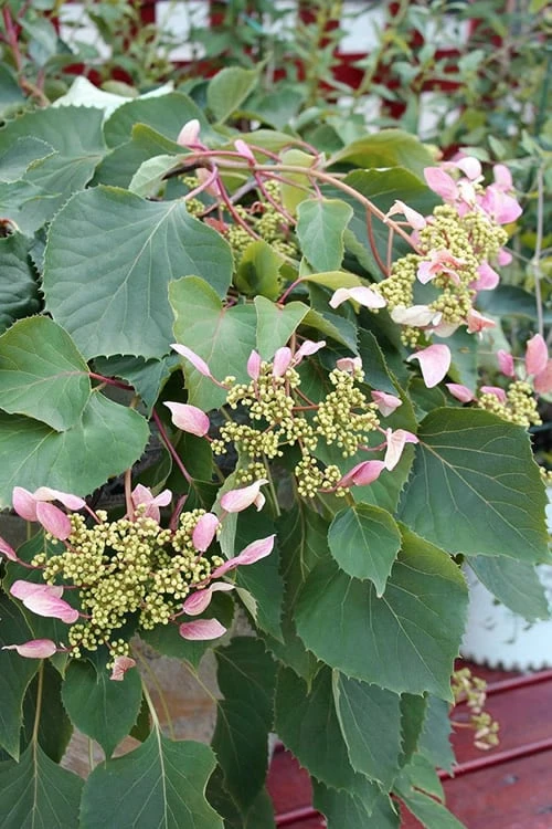 Pink Climbing Hydrangea - Schizophragma Hydrangeoides`Roseum' - 2 Gallon Pot - Image 4