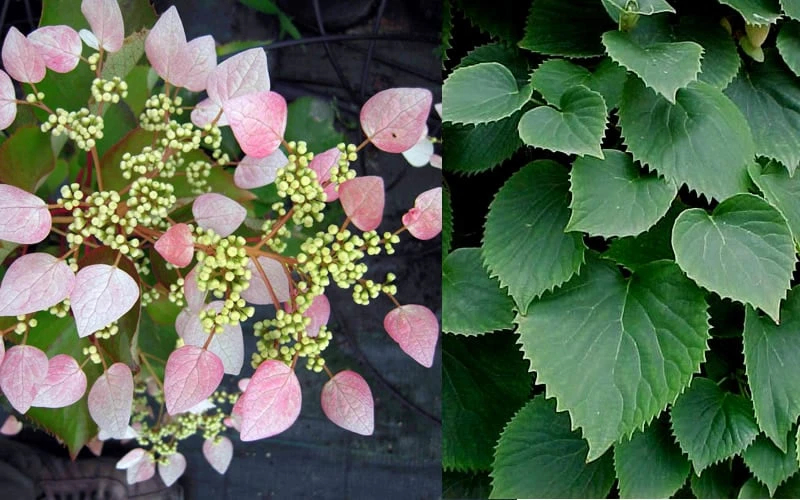 Pink Climbing Hydrangea - Schizophragma Hydrangeoides`Roseum' - 2 Gallon Pot - Image 6