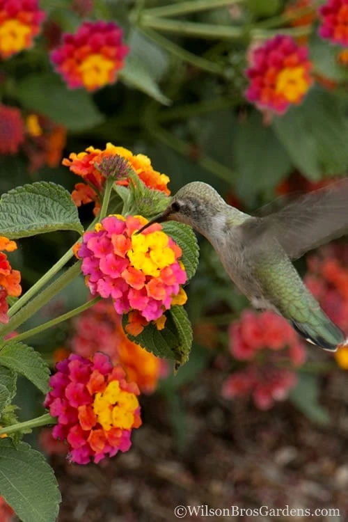 Sonset Hardy Lantana - 1 Gallon Pot