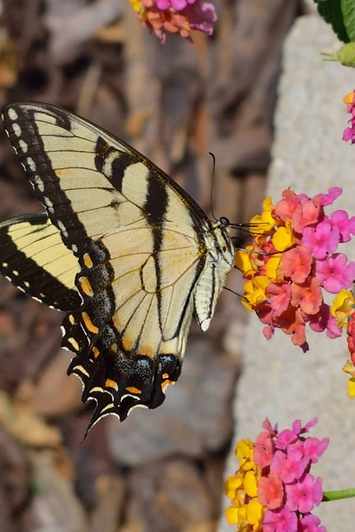 Sonset Hardy Lantana - 1 Gallon Pot - Image 7