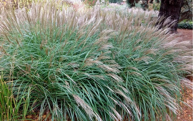 Little Kitten Dwarf Maiden Grass - Miscanthus Sinensis - 1 Gallon Pot - Image 4