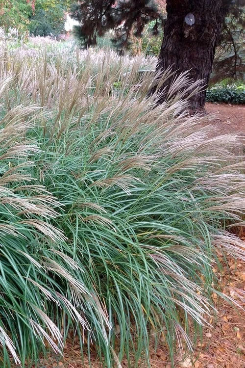 Little Kitten Dwarf Maiden Grass - Miscanthus Sinensis - 1 Gallon Pot - Image 7