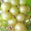 Doreen Bronze Muscadine Grape Vine (Self Fertile) - 1 Gallon Pot