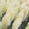 White Pampas Grass - 6 Pack Of 1 Gallon Pots