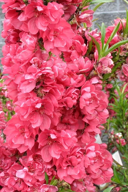 Bonanza Dwarf Patio Peach Tree - 2 Gallon Pot - Image 7