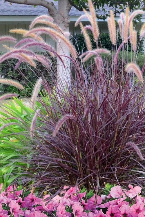 Purple Fountain Grass (Pennisetum Rubrum) - 2.5 Quart Pot - Image 5