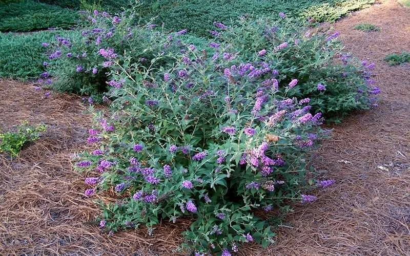 Lo & Behold Blue Chip Dwarf Butterfly Bush - 1 Gallon Pot - Image 8