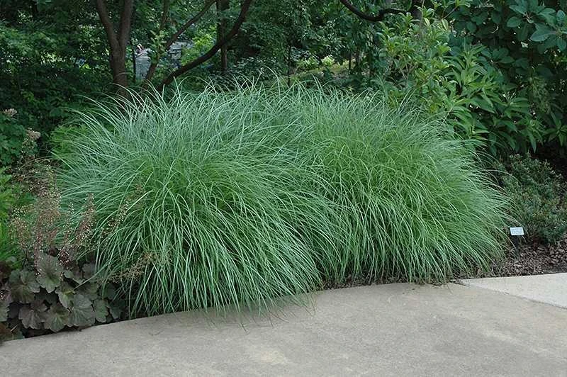 Little Kitten Dwarf Maiden Grass - Miscanthus Sinensis - 3 Gallon Pot - Image 5