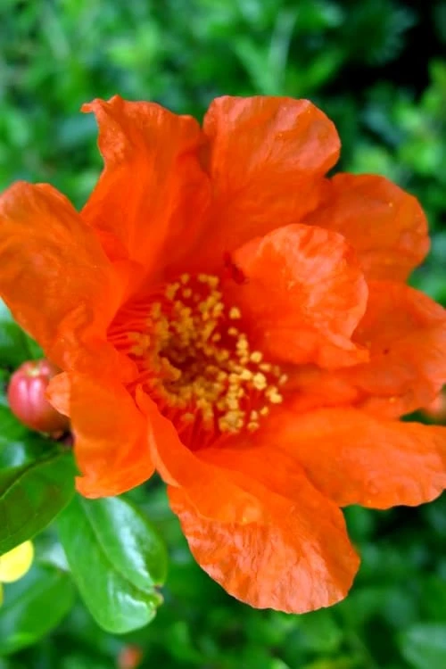 Russian 26 Cold Hardy Pomegranate - 6 Pack Of 1 Gallon Pots - Image 5