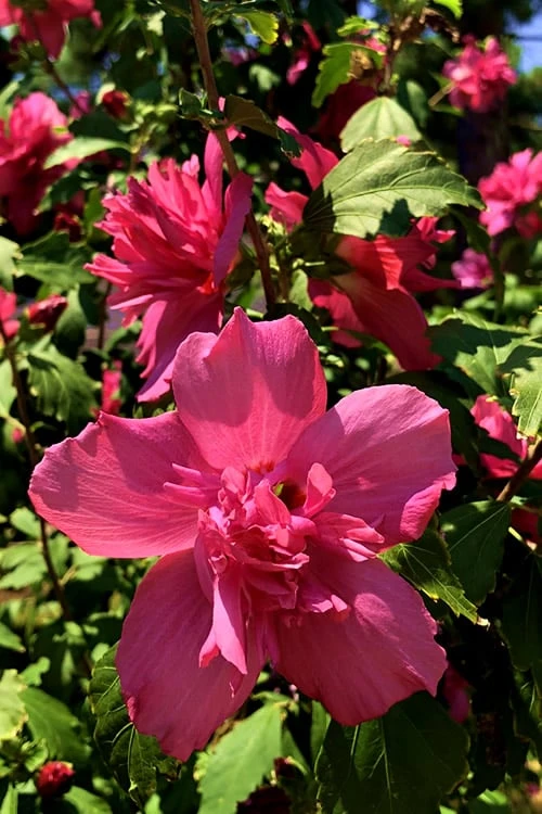 Lucy Rose Of Sharon (Single Trunk Tree) - 7 Gallon Pot (3-4') - Image 6