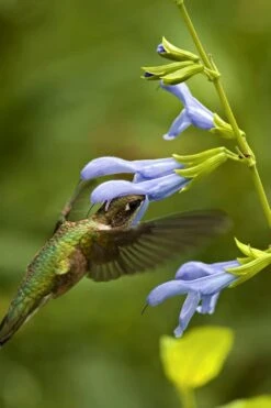 Argentine Skies Salvia (Hummingbird Sage) - 1 Gallon Pot