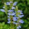 Bog Sage - Salvia Uliginosa - 3 Pack Of Quart Pots