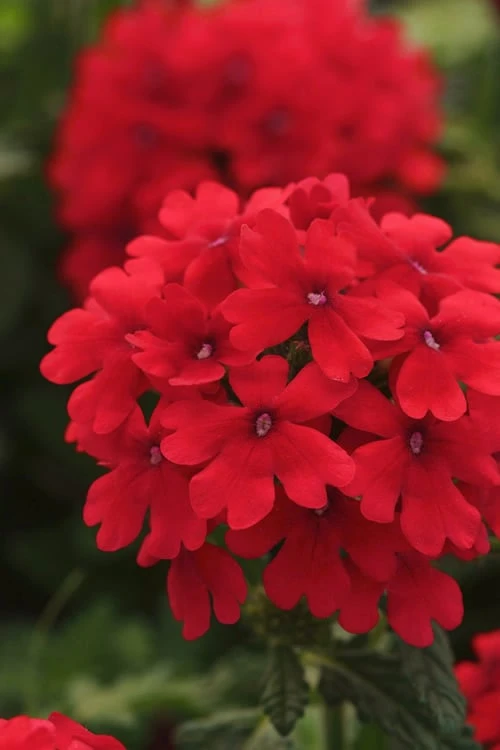 EnduraScape Red Verbena - 10 Pack Of Pint Pots - Image 4