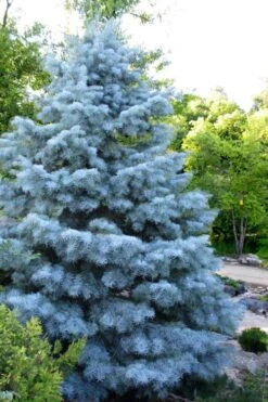 Blue Cloak White Fir (Abies Concolor) - 1 Gallon Pot