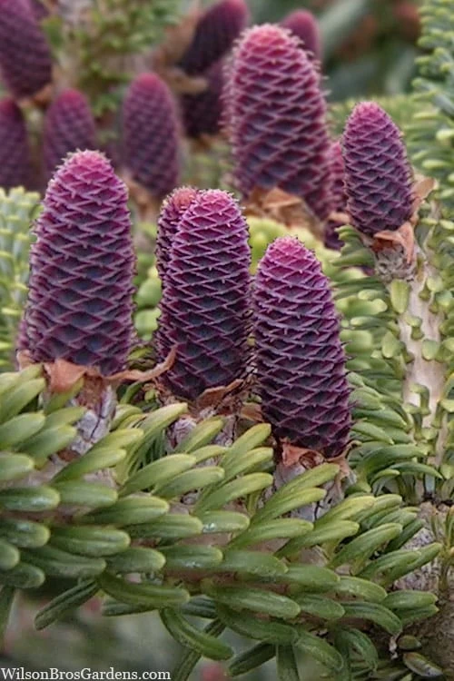 Horstmann's Silberlocke Korean Fir - 2 Gallon Pot - Image 5