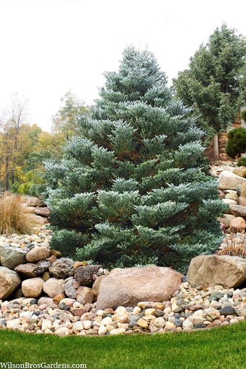 Horstmann's Silberlocke Korean Fir - 2 Gallon Pot - Image 6