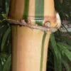 Golden Square Stem Bamboo (Chimonobambusa Quadrangularis 'Suow') - 3 Gallon Pot