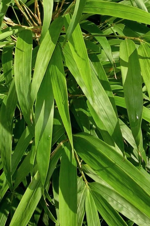 Golden Square Stem Bamboo (Chimonobambusa Quadrangularis 'Suow') - 5 Gallon Pot - Image 6