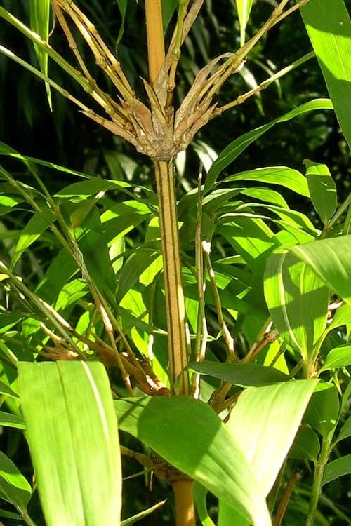 Golden Square Stem Bamboo (Chimonobambusa Quadrangularis 'Suow') - 5 Gallon Pot - Image 9