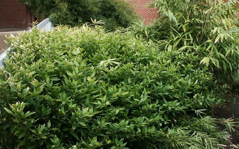 Ruscus Bamboo (Shibataea Kumasaca) - 3 Gallon Pot - Image 5