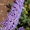 Nanho Blue Butterfly Bush - Buddleia - 1 Gallon Pot