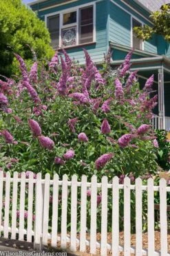 Pink Delight Butterfly Bush - 1 Gallon Pot