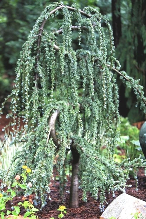 Serpentine Weeping Blue Atlas Cedar - 5 Gallon Pot - Image 6