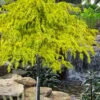 Gold Cascade Deodar Cedar (Single Trunk Topiary Tree)- 7 Gallon Pot