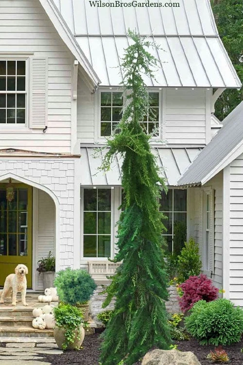 Miles High Weeping Deodar Cedar - 3 Gallon Pot