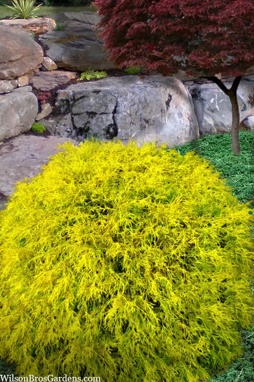 King's Gold Sawara False Cypress - 3 Gallon Pot