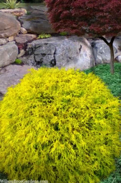 King's Gold Sawara False Cypress - 7 Gallon Pot