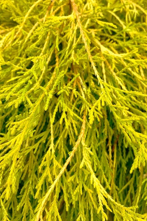 King's Gold Sawara False Cypress - 3 Gallon Pot - Image 4