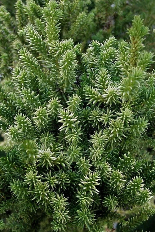 Vilmorin's Dwarf Cryptomeria (Japanese Cedar) - 1 Gallon Pot - Image 4