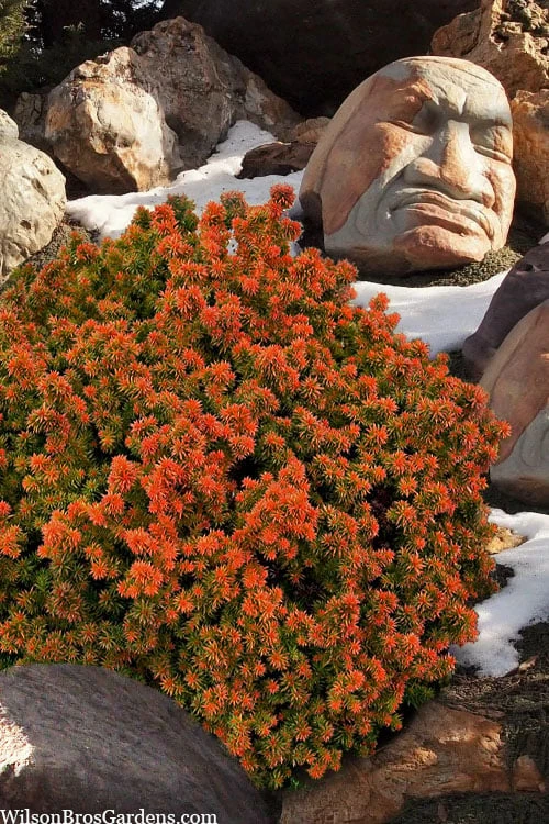 Vilmorin's Dwarf Cryptomeria (Japanese Cedar) - 1 Gallon Pot