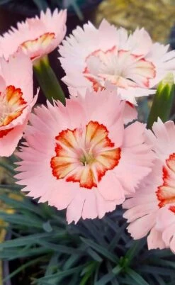 Georgia Peach Pie Dianthus - 1 Gallon Pot