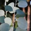 Mappa Tassie Cold Hardy Eucalyptus Tree (Eucalyptus Pauciflora) - 3 Gallon Pot