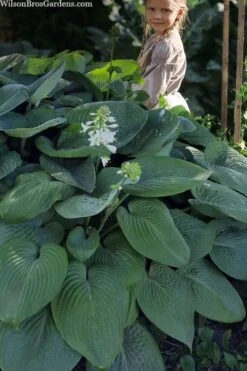 Humpback Whale Giant Hosta Lily - 1 Gallon Pot