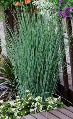 Blue Dart Rush (Juncus) - 10 Pack Of Quart Pots