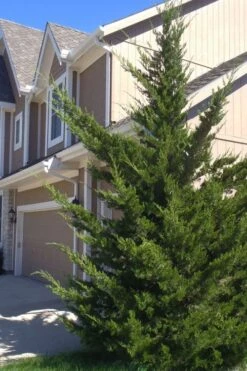 Canaertii Juniper (Red Cedar) - 7 Gallon Pot (3-4')