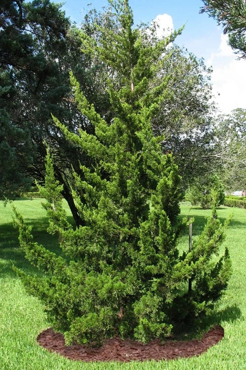Canaertii Juniper (Red Cedar) - 7 Gallon Pot (4-5') - Image 5
