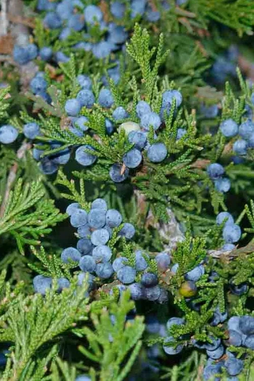 Canaertii Juniper (Red Cedar) - 7 Gallon Pot (4-5') - Image 4
