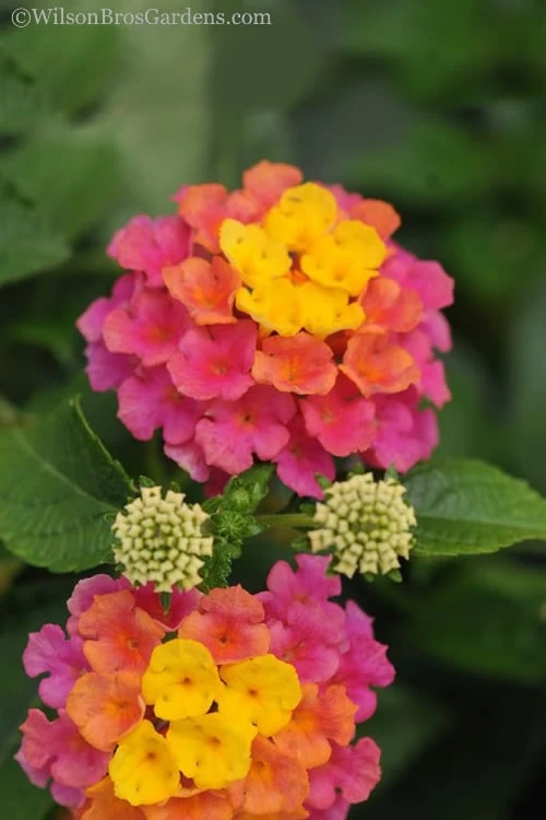 Sonset Hardy Lantana - 1 Gallon Pot - Image 6